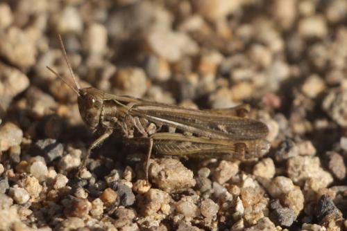 Chorthippus sp.